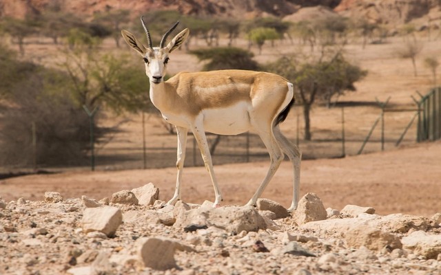 Sir Bani Yas Island