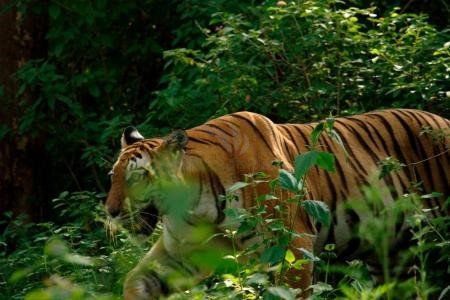 Bandipur