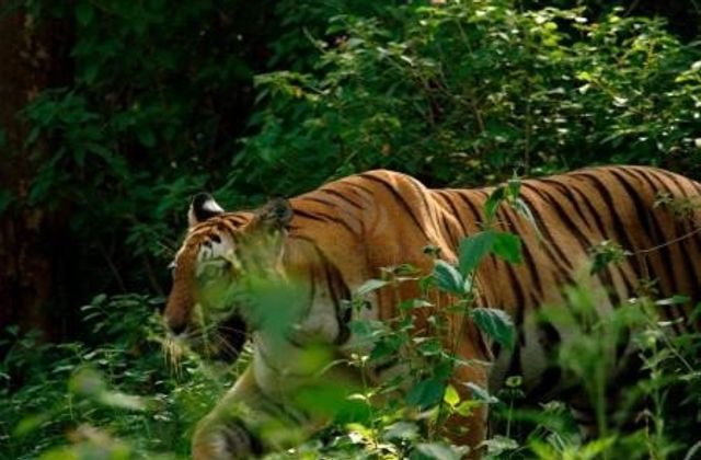 Bandipur