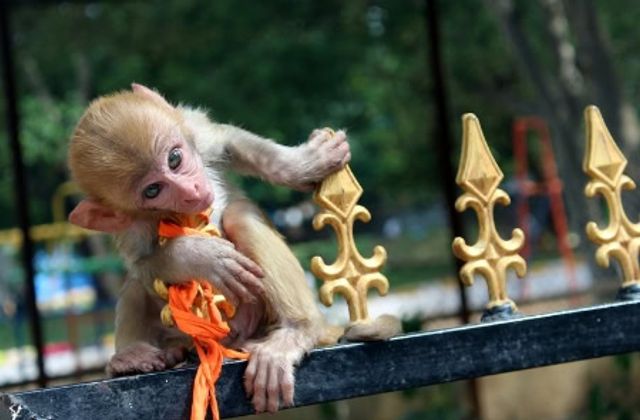 Srisailam