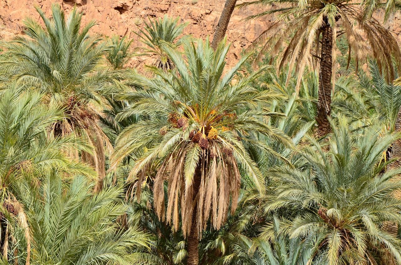 Liwa Oasis