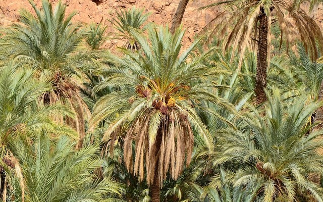 Liwa Oasis