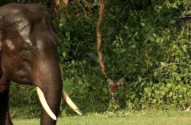 Kabini