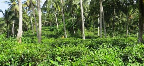 CS154- Paddy View Tea Estate