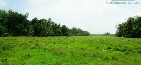 CS251 -The Paddy Island