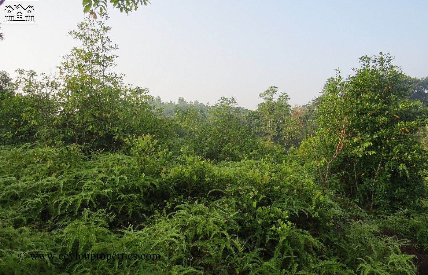 CS157- 6 Acres Inland Property