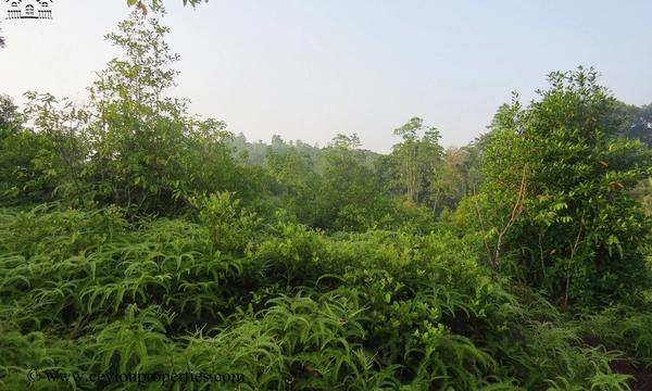 CS157- 6 Acres Inland Property