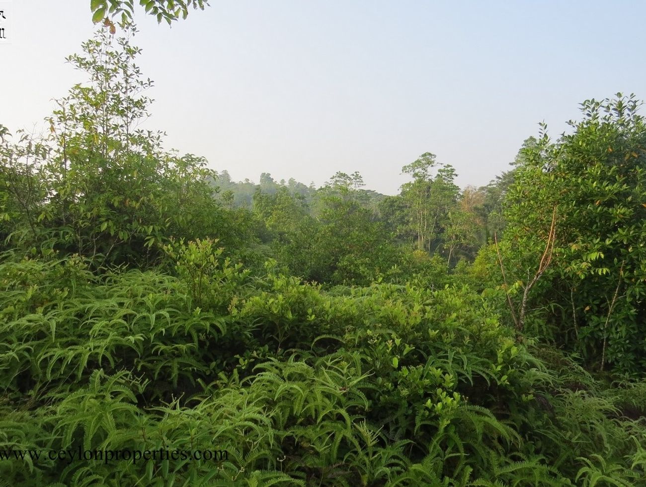 CS157- 6 Acres Inland Property