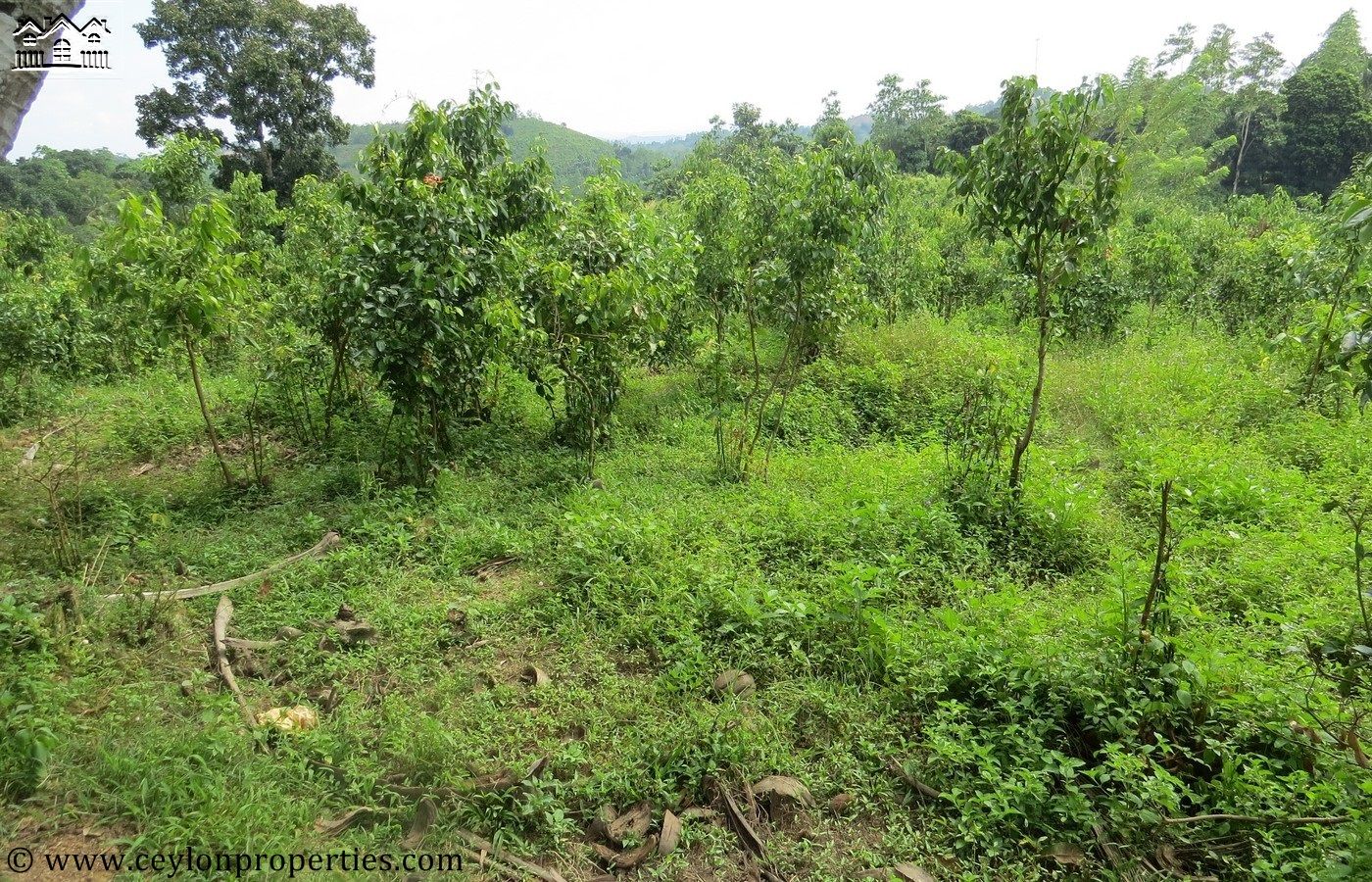 CS149- Beautiful Land With Nature View