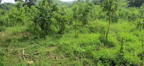 CS149- Beautiful Land With Nature View