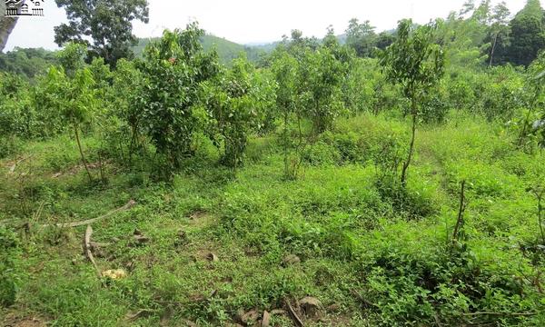 CS149- Beautiful Land With Nature View