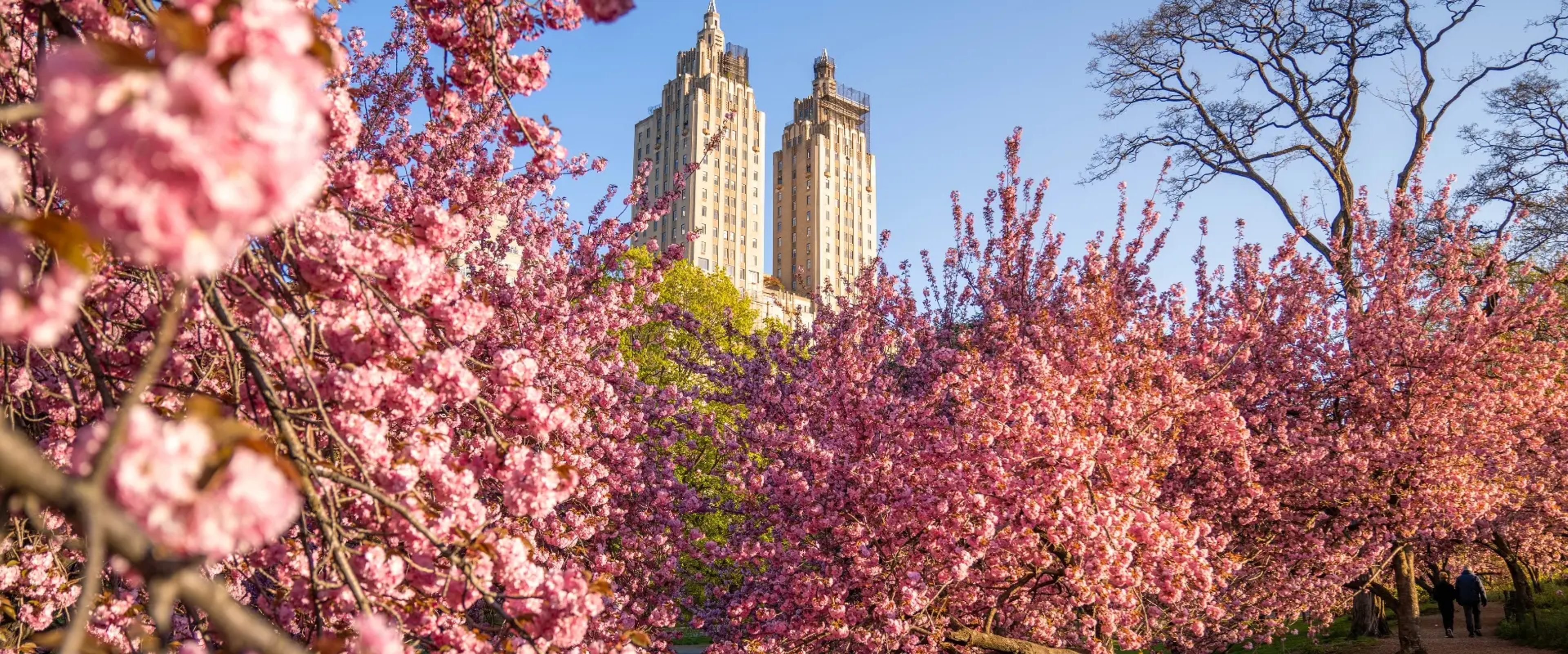 Cherry Blossoms in Central Park New York