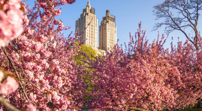 Cherry Blossoms in Central Park New York