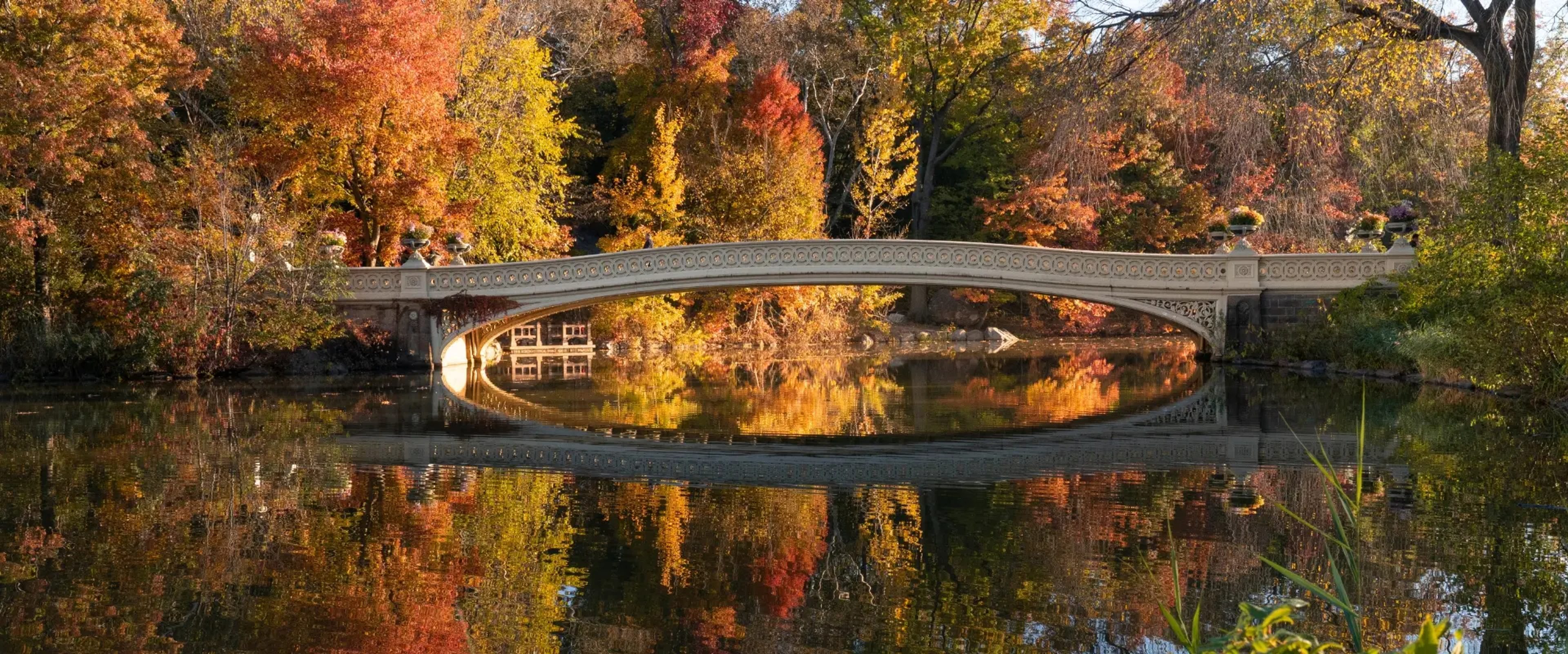 Central Park Bow Bridge in the morning light during peak fall foliage