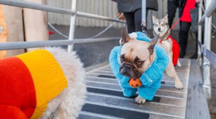 Halloween Pup Cruise