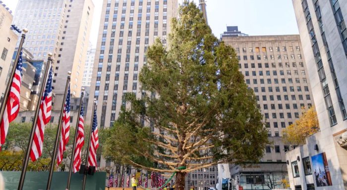 Ankunft des Rockefeller Center Weihnachtsbaumes