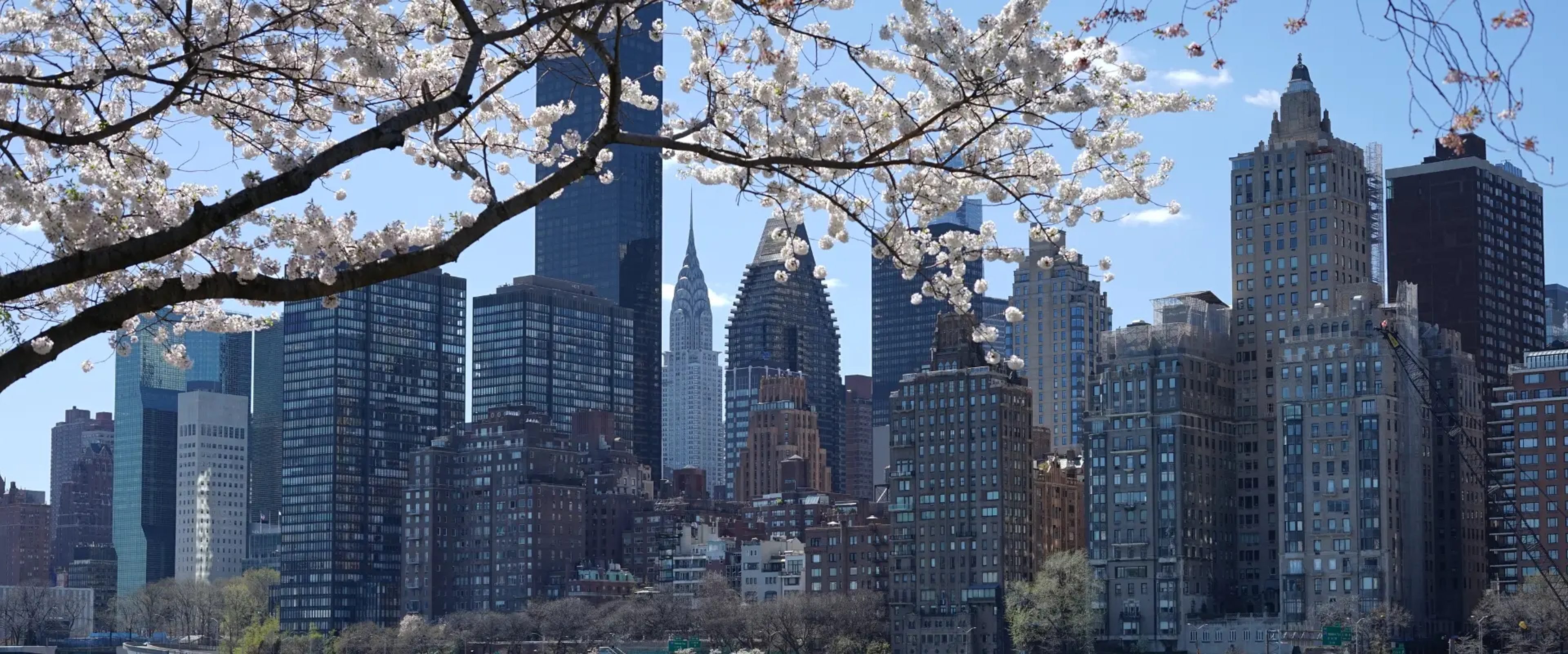 Cherry Blossoms on Roosevelt Island with view of Manhattan