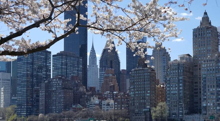 Cherry Blossoms on Roosevelt Island with view of Manhattan