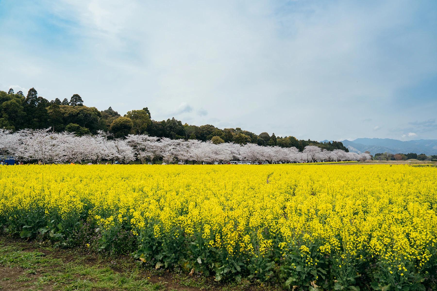 【西都】菜の花と桜の絶景コラボ！「西都花まつり2025」で春色の西都原を満喫