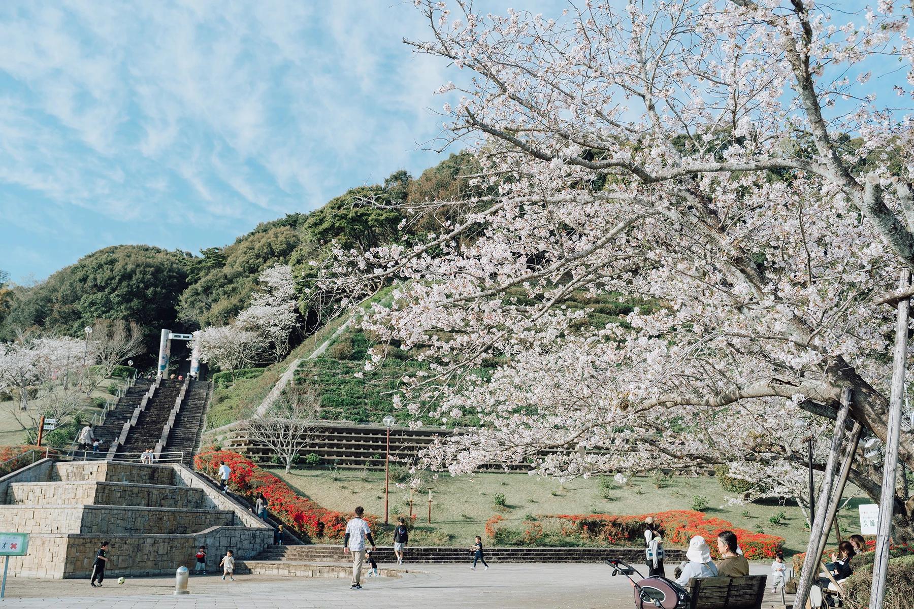 【佐土原】春爛漫！佐土原で迎える桜の季節「久峰公園さくらまつり2025」