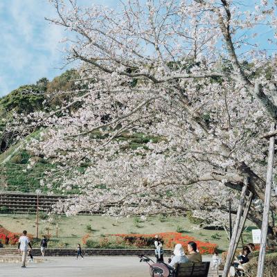 【佐土原】春爛漫!佐土原で迎える桜の季節「久峰公園さくらまつり2025」