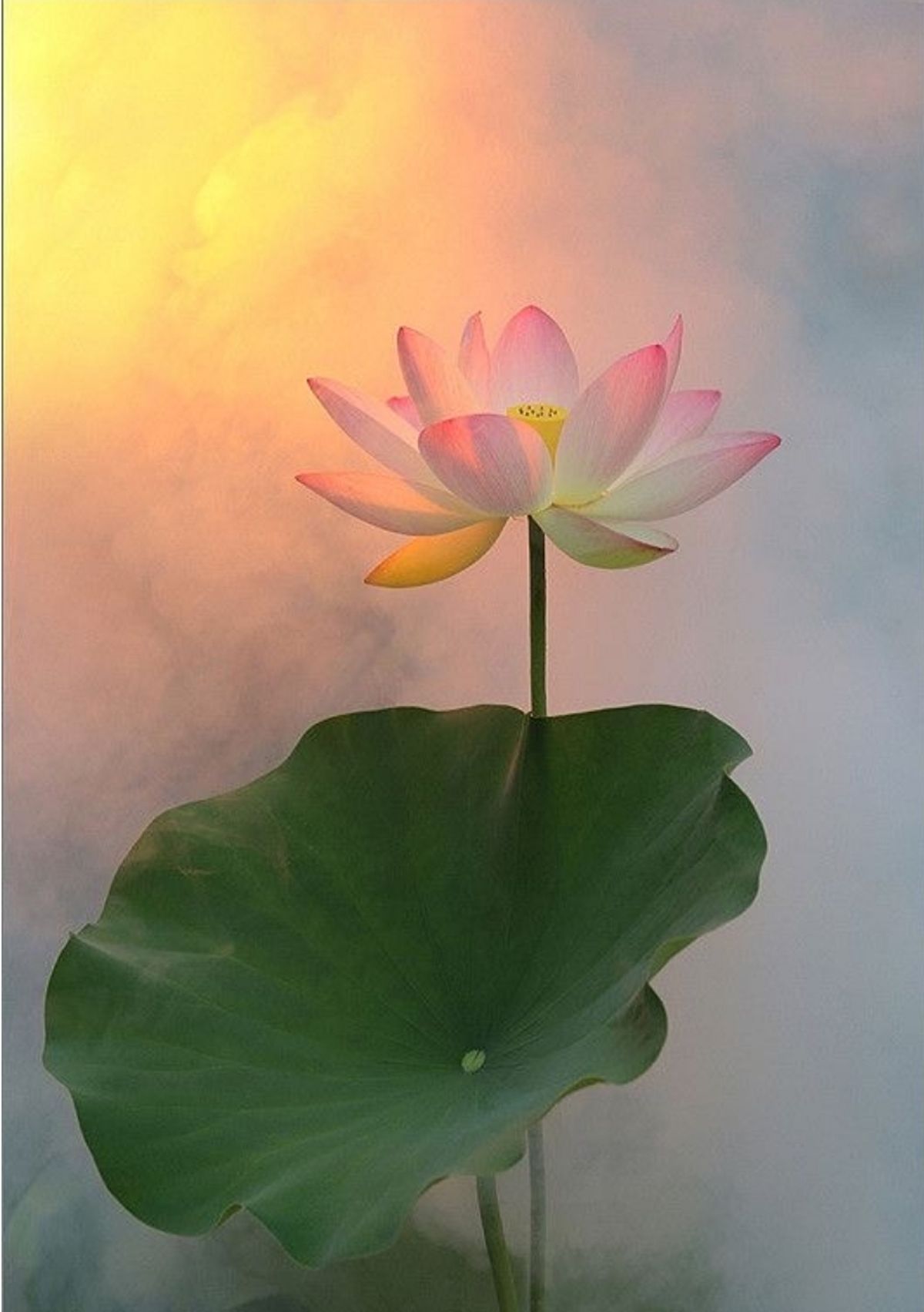 Why Visakha Bucha is the most important day in Middle Path?  Because of Love