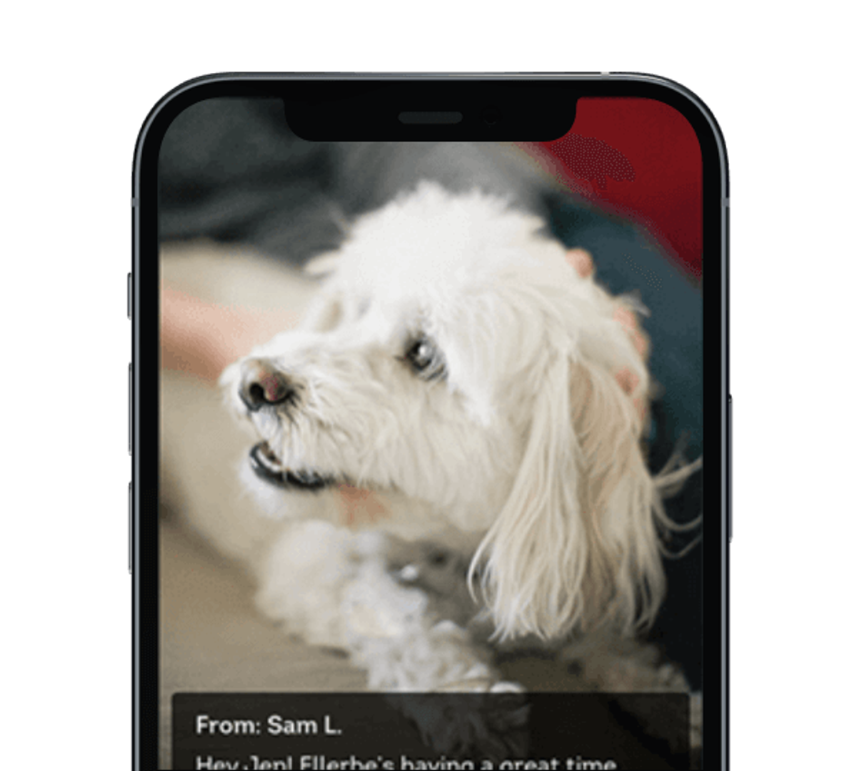 DogVacay