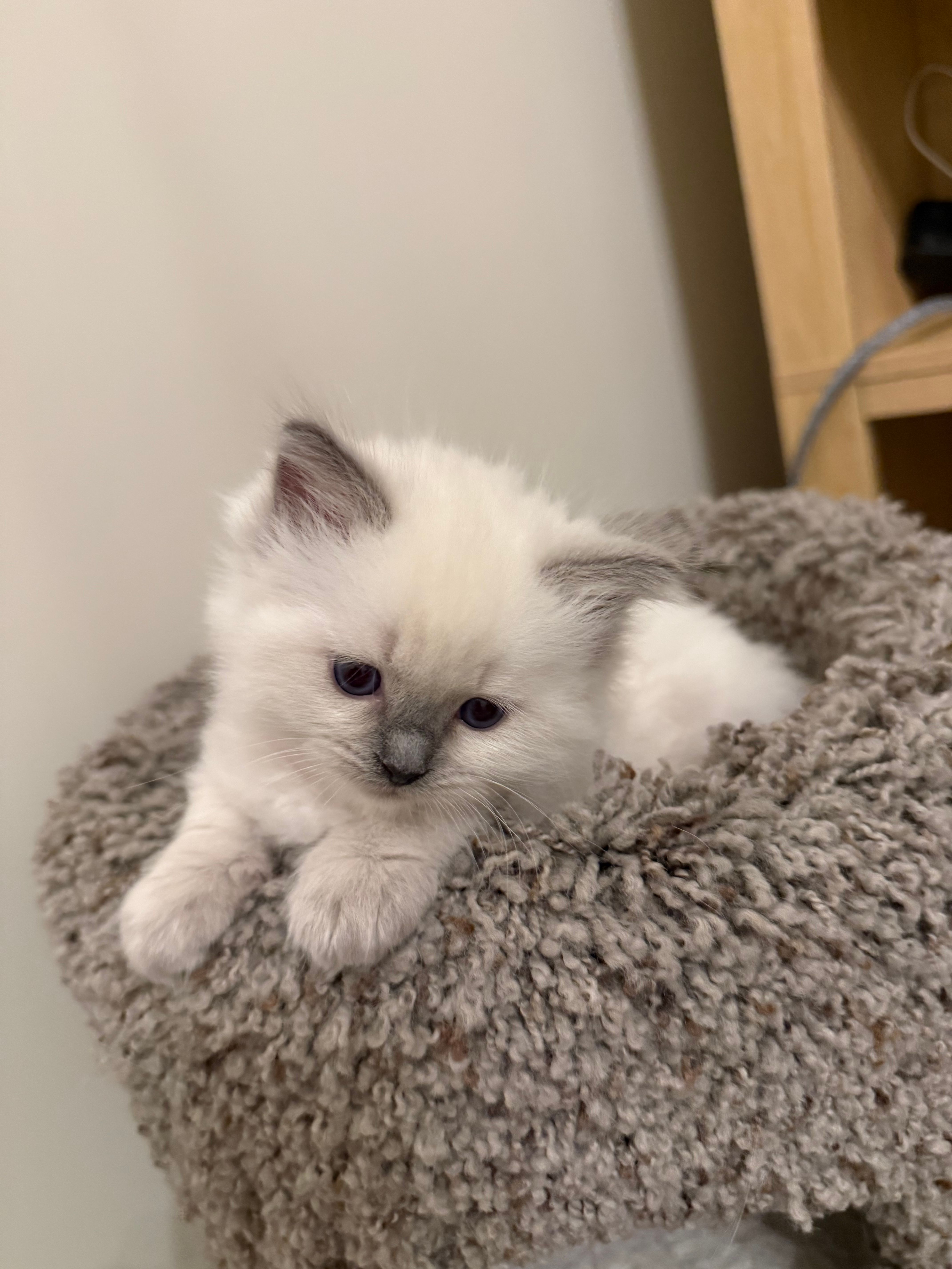 Franklin, male blue seal Ragdoll kitten, second view