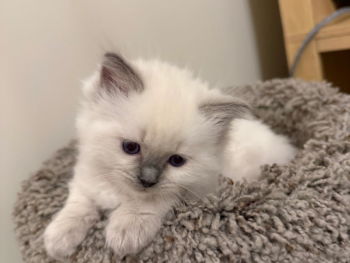 Franklin, male blue seal Ragdoll kitten, second view