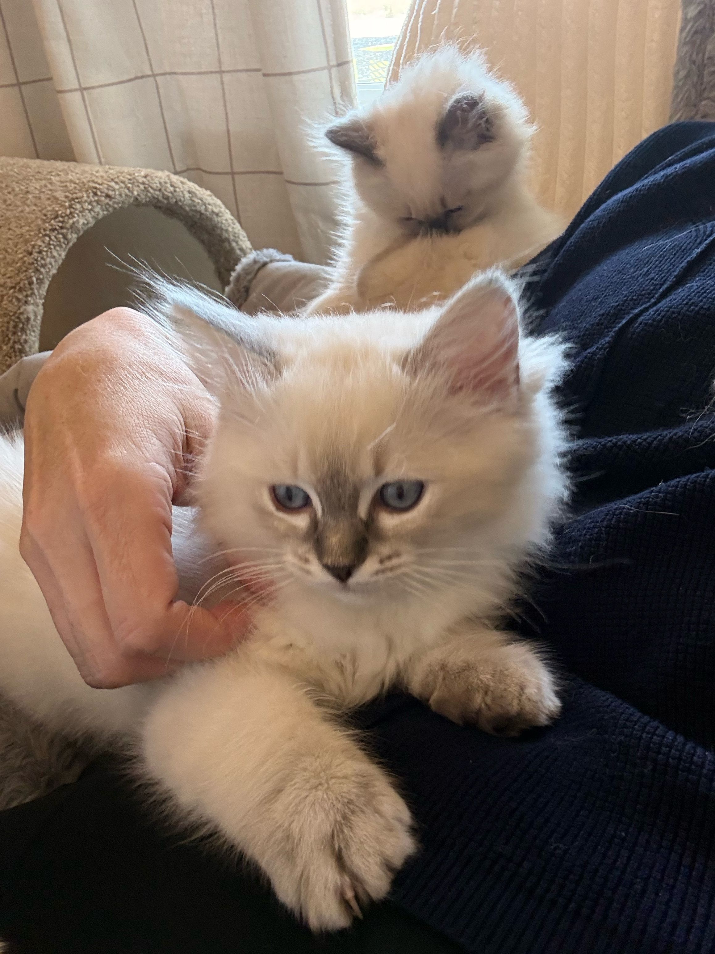 Justice, male Ragdoll kitten in a lap