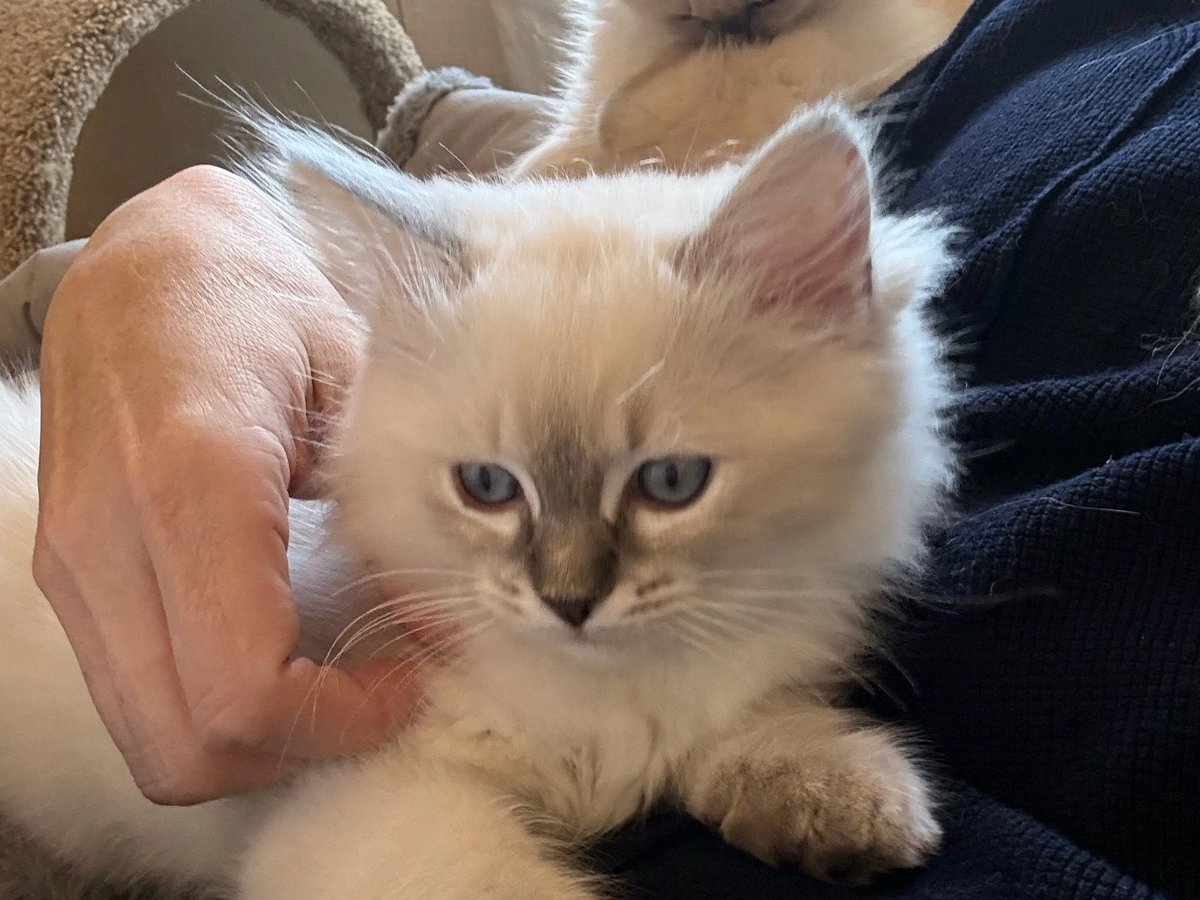 Justice, male Ragdoll kitten in a lap