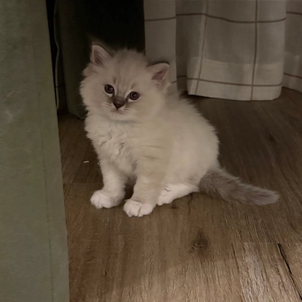 George