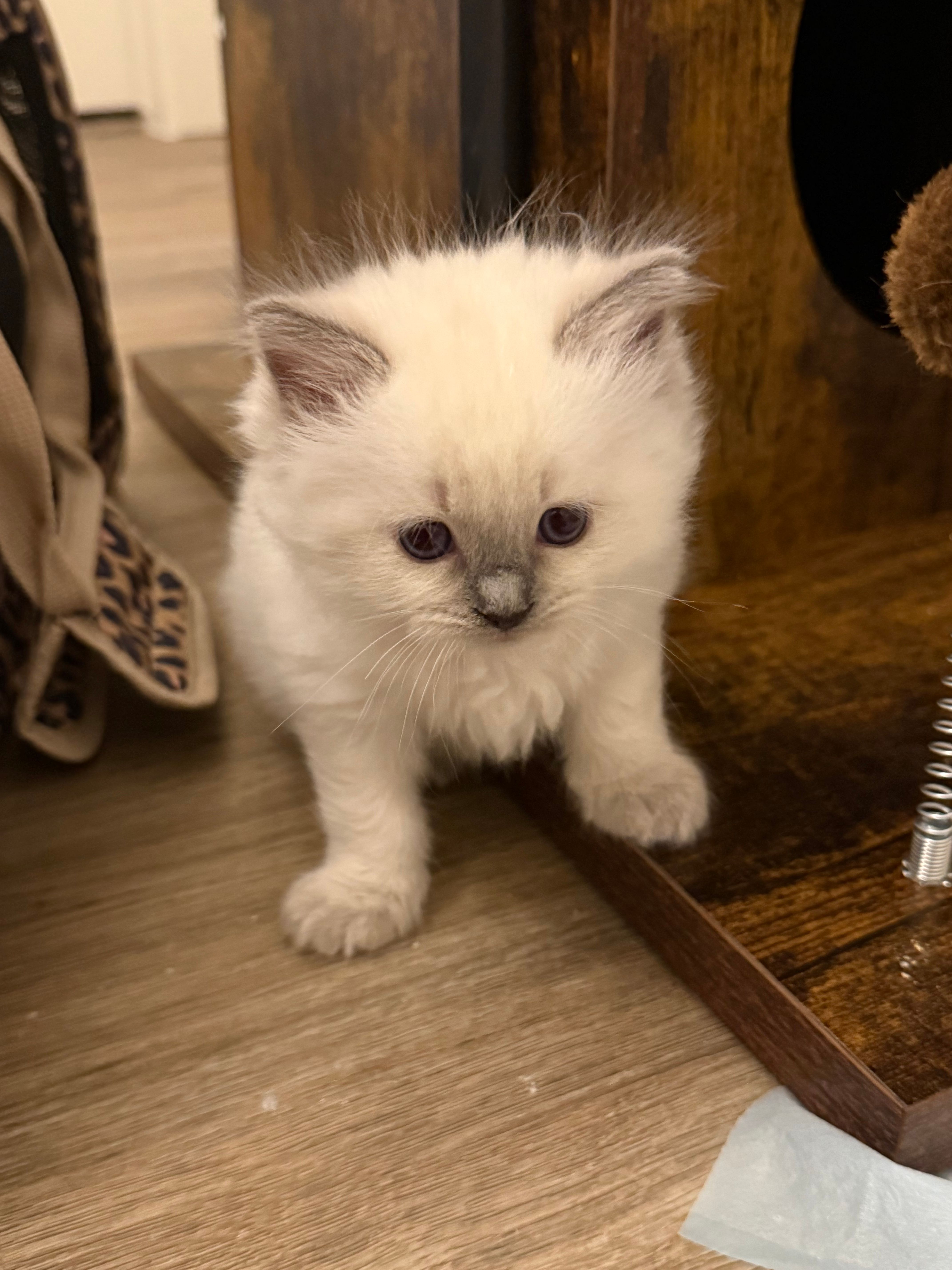 Steve, blue seal colorpoint kitten, second photo