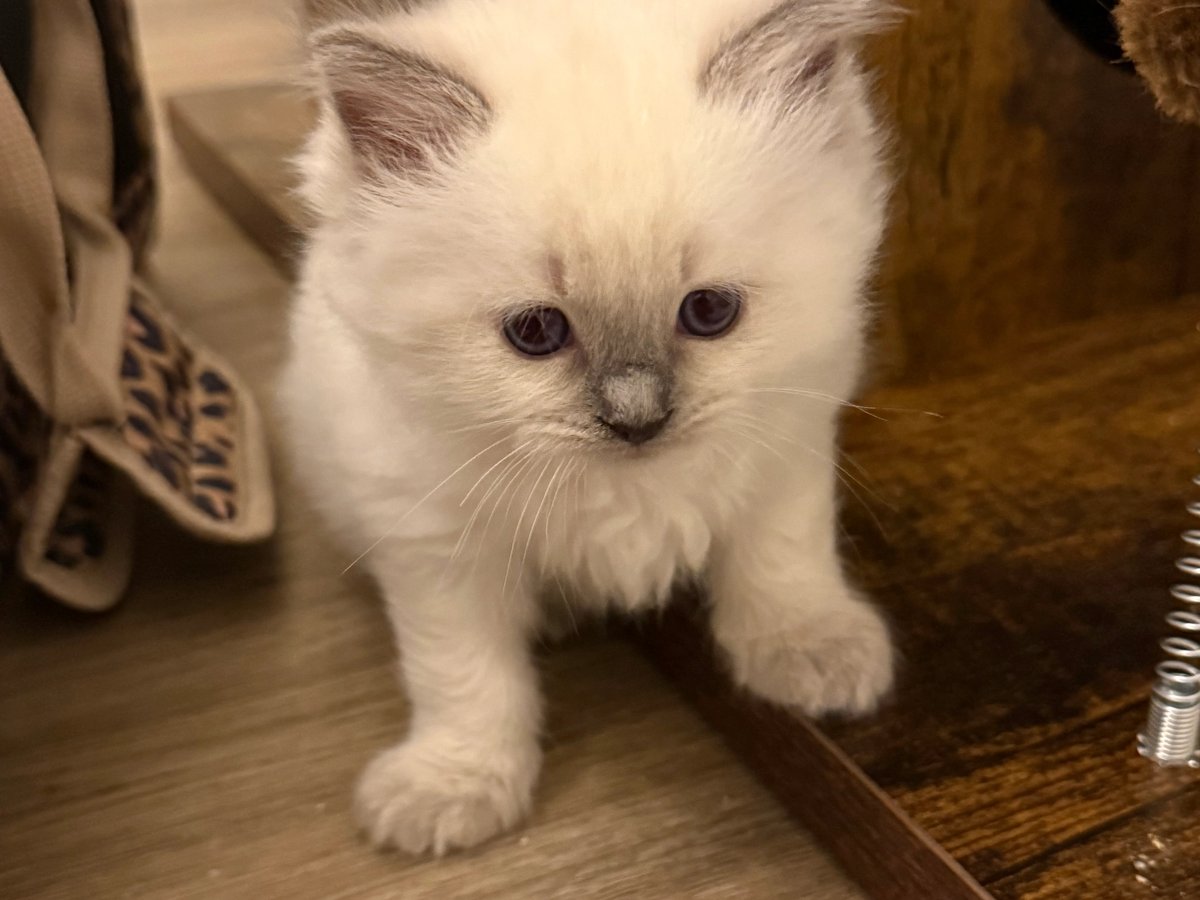 Steve, blue seal colorpoint kitten, second photo
