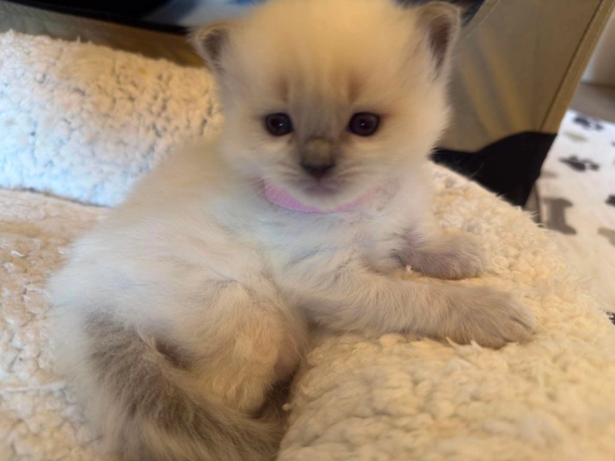Test Kitten 2