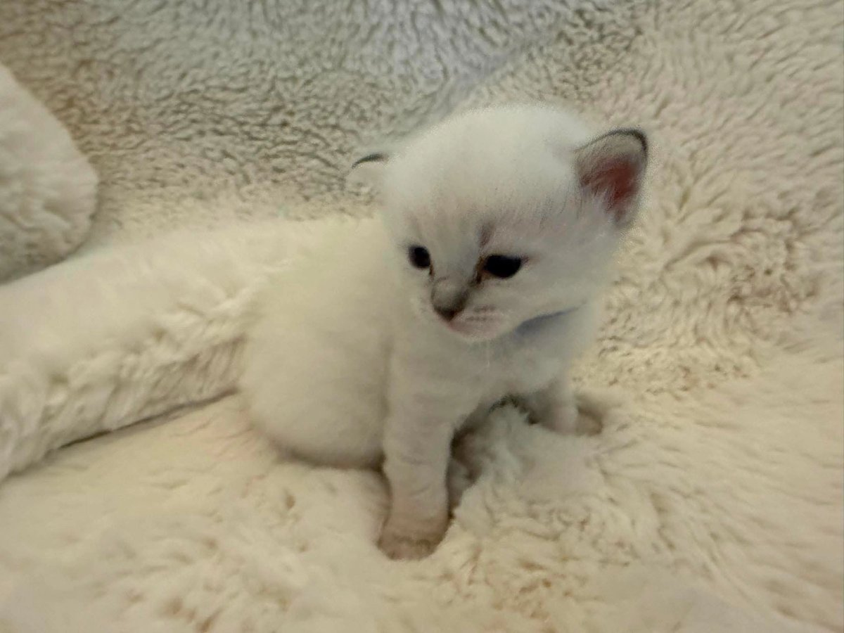 Test Kitten 1