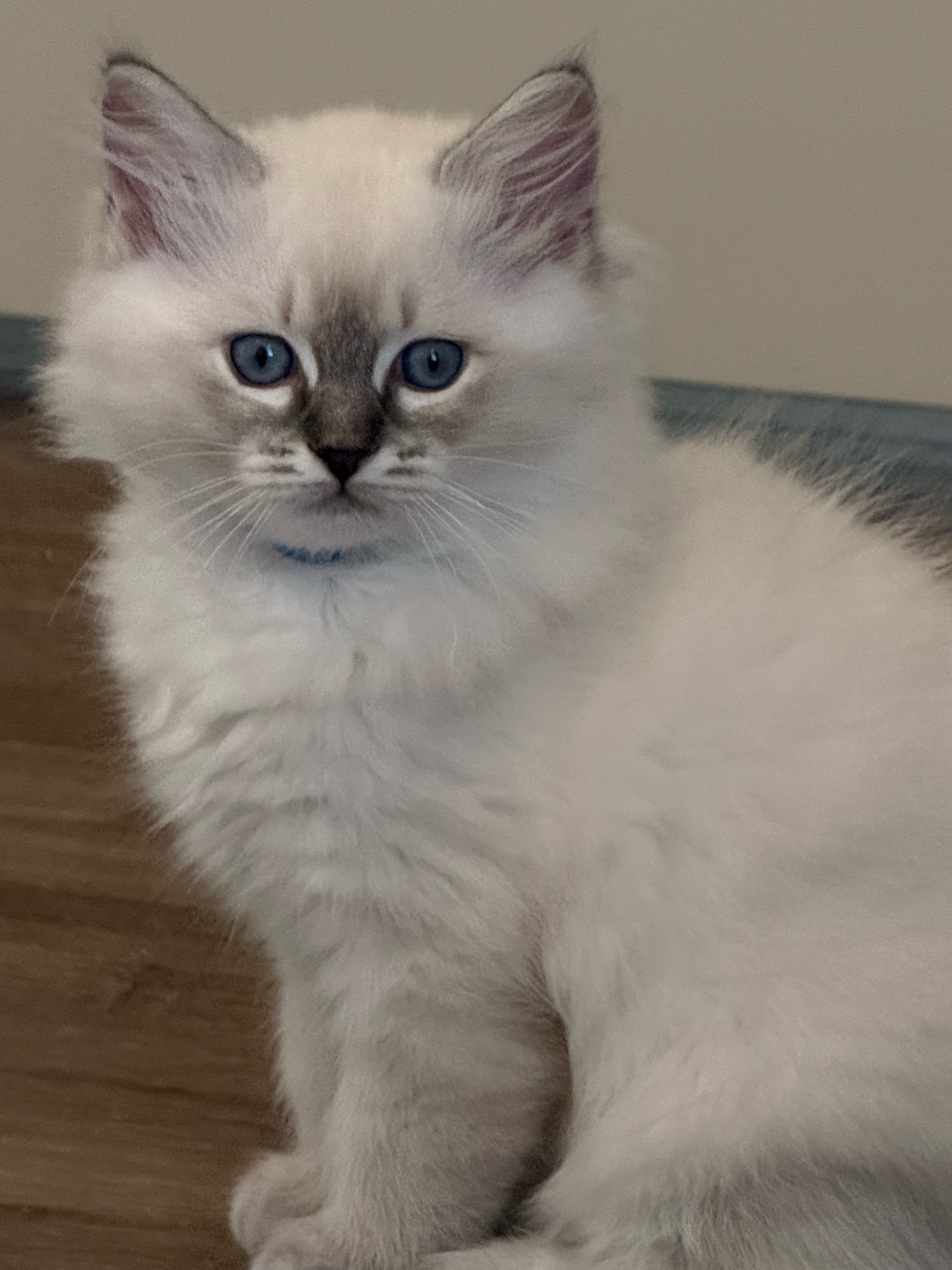 Justice, male blue-collar Ragdoll kitten