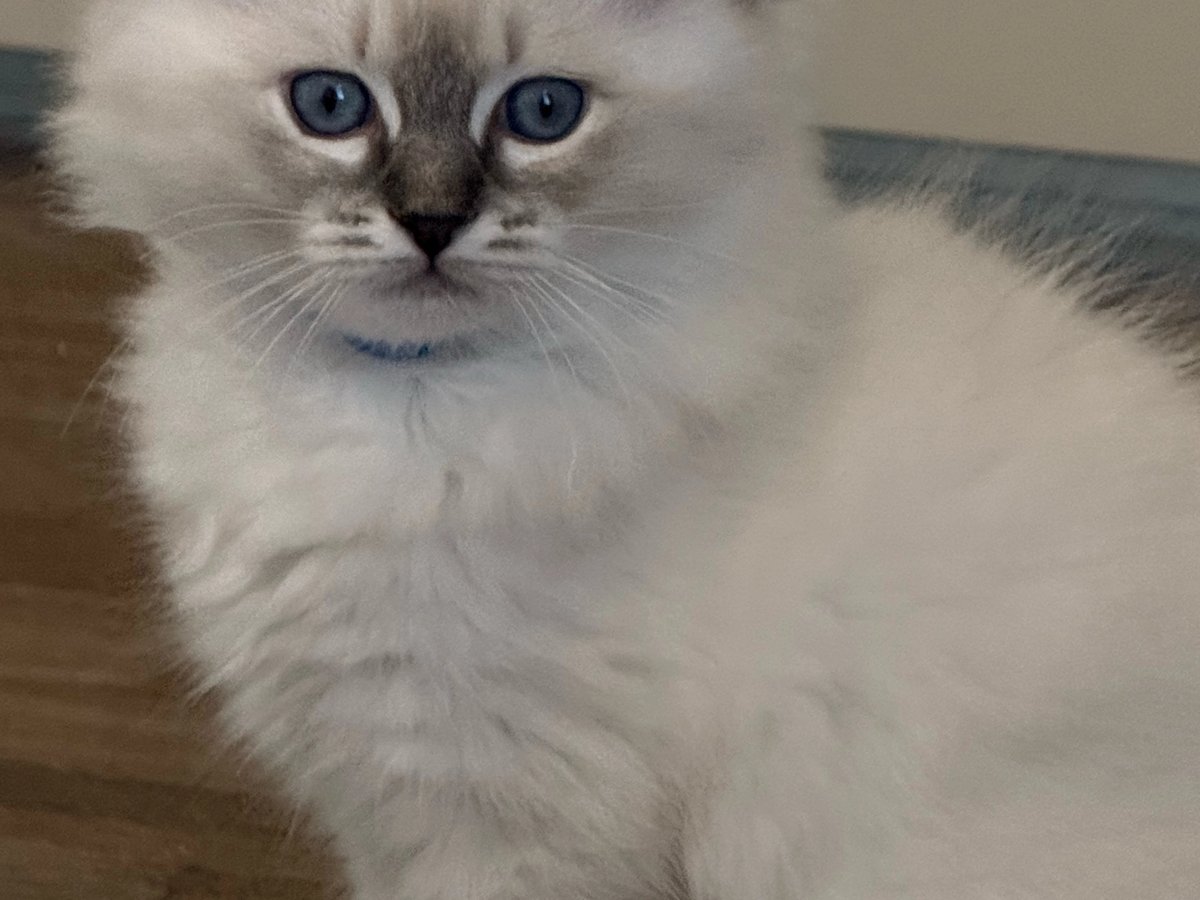 Justice, male blue-collar Ragdoll kitten