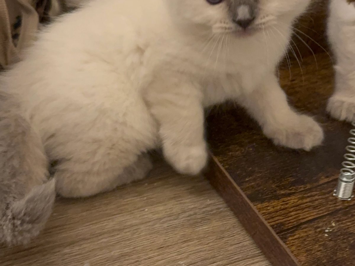 Steve, blue seal colorpoint kitten