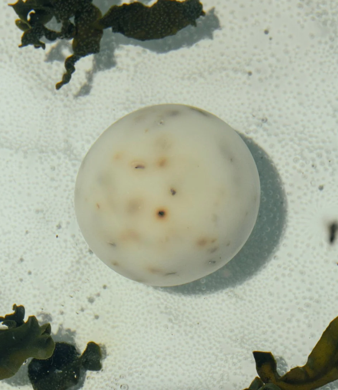 Product Image for Sea Change Seaweed Sphere Soap