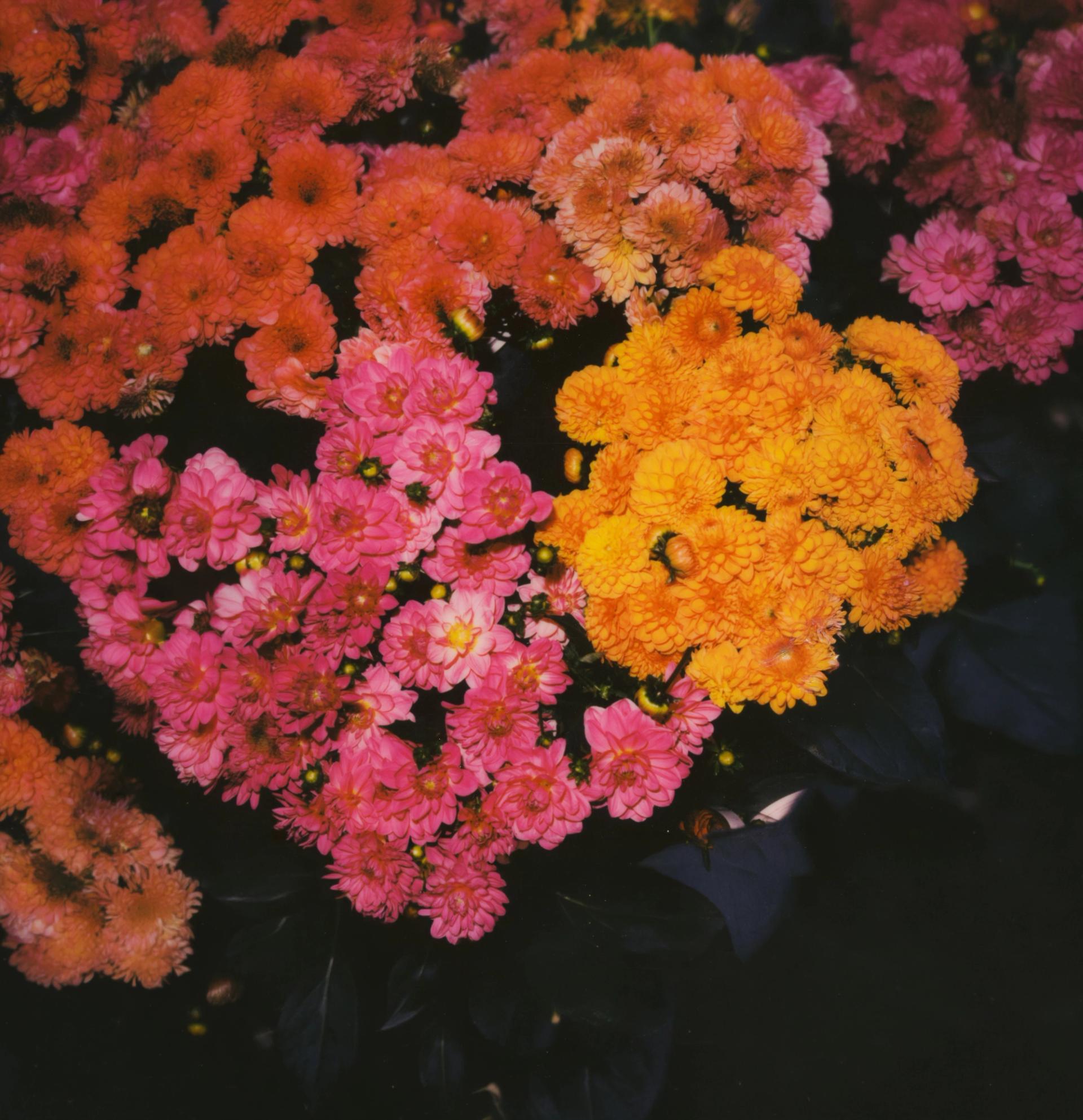 Daises