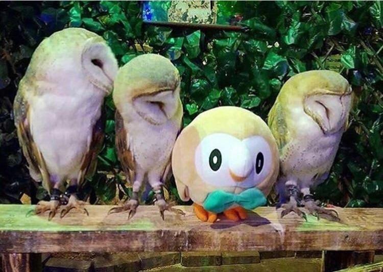 Three barn owls perched on a beam beside a round owl plush toy wearing a bow tie.