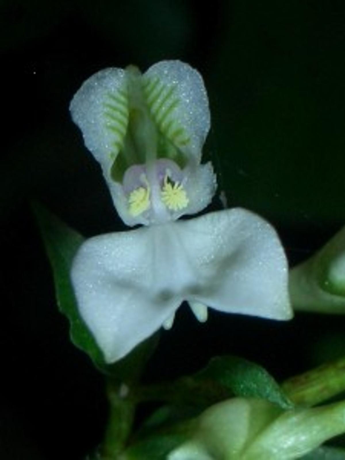 Spurred Forest Beauty Orchid