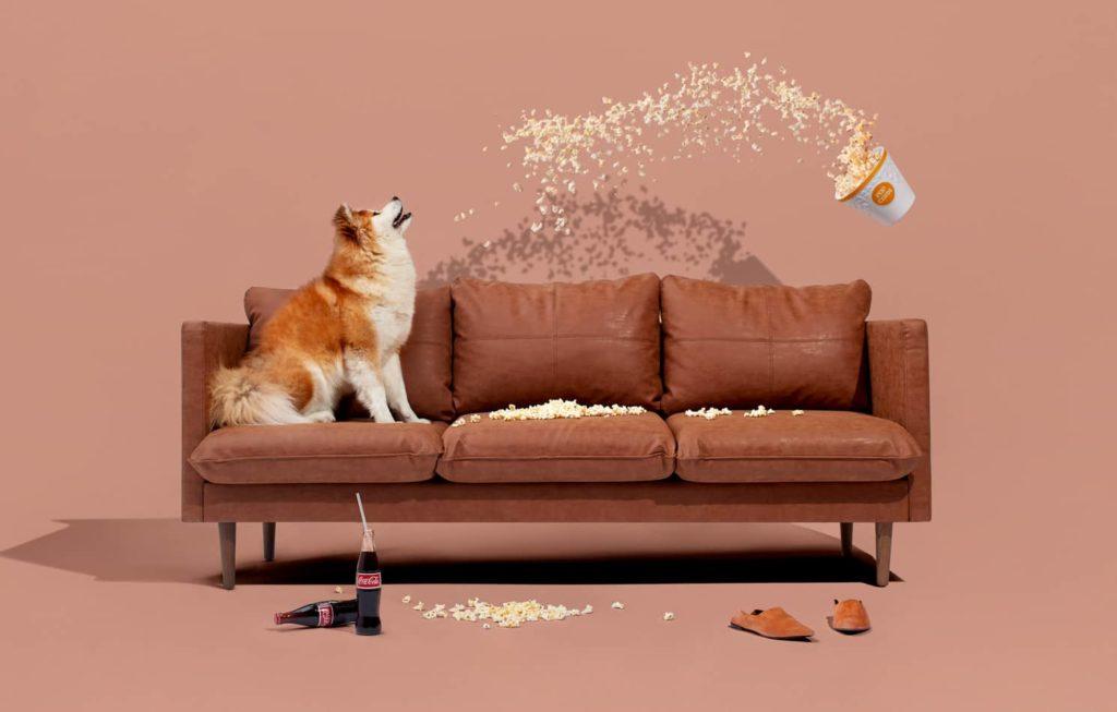 A dog watching a tub of popcorn fly over a tan leather sofa