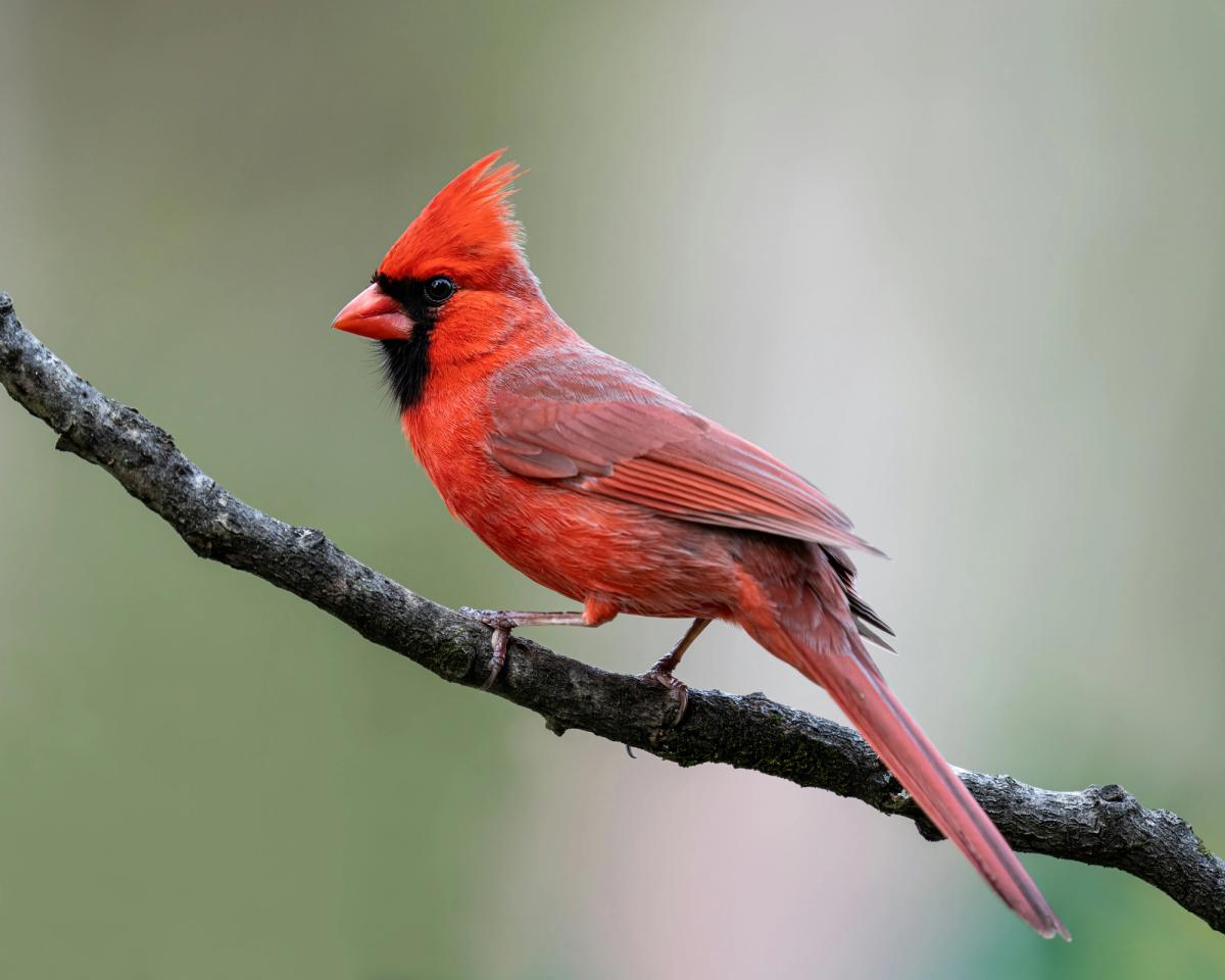 A bright red northern cardinal perched on a bare branch.