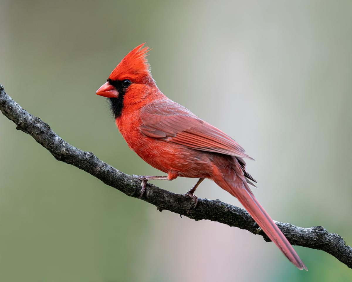 A bright red northern cardinal perched on a bare branch.