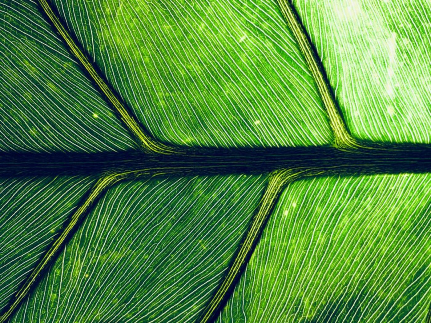 A leaf magnified until its veins read as a branching network