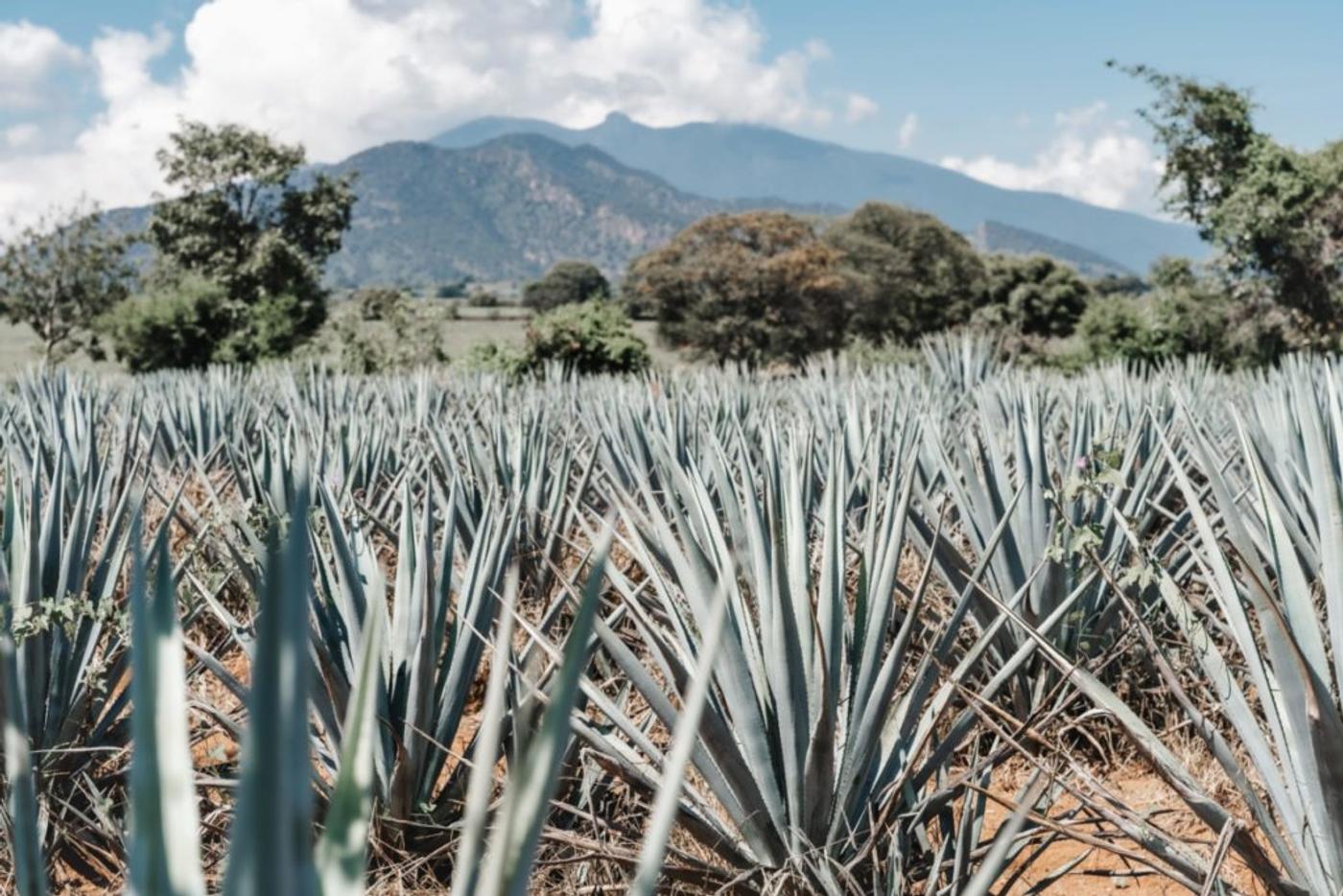 Rows of blue agave running to a mountain ridge under a bright sky