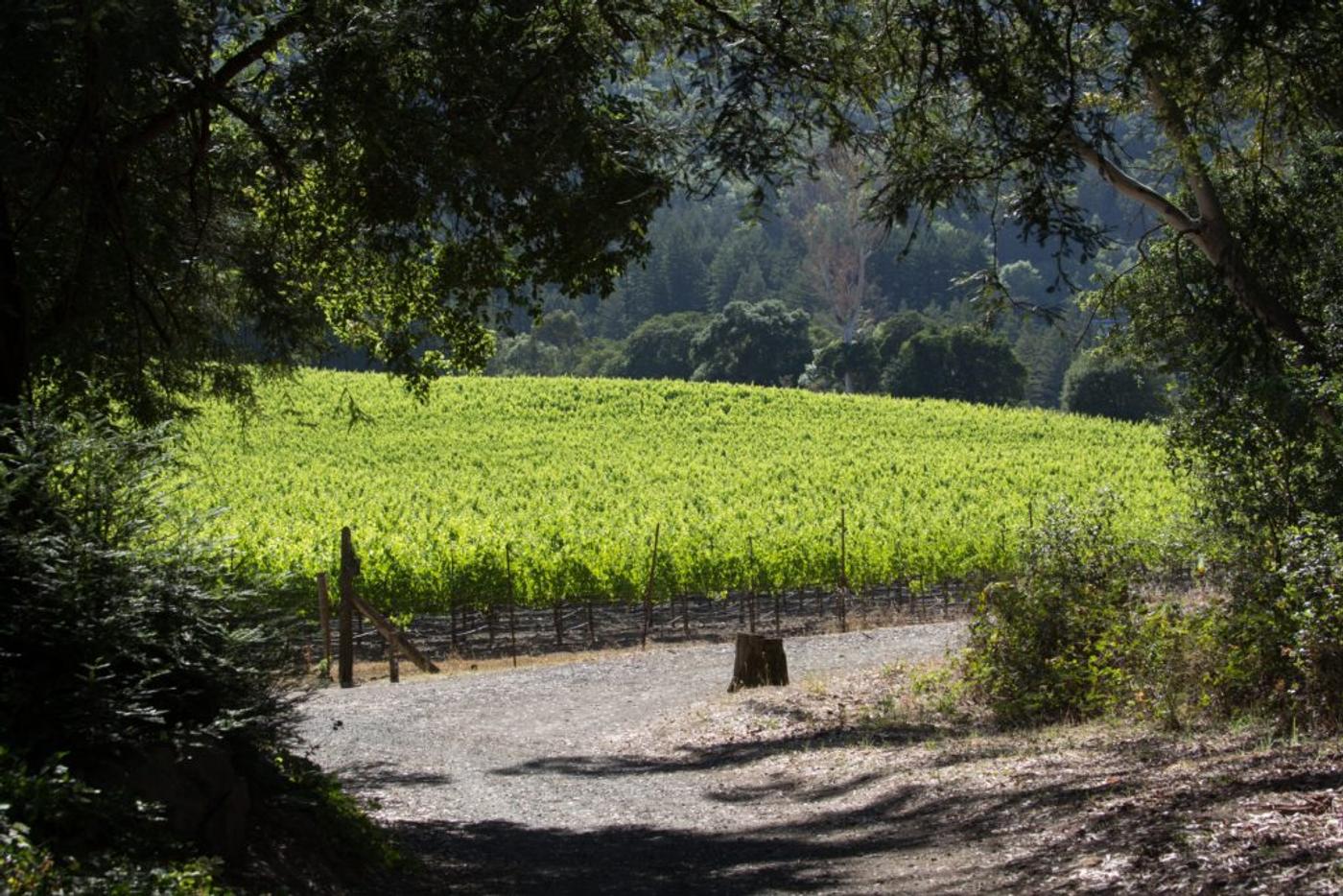 A sunlit vineyard seen through the shade of overhanging oaks