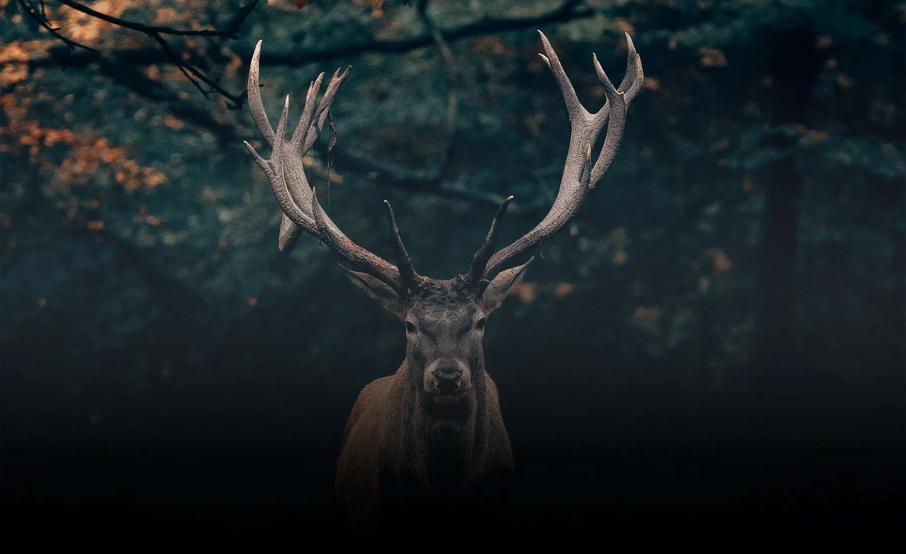 A large buck staring straight at the camera